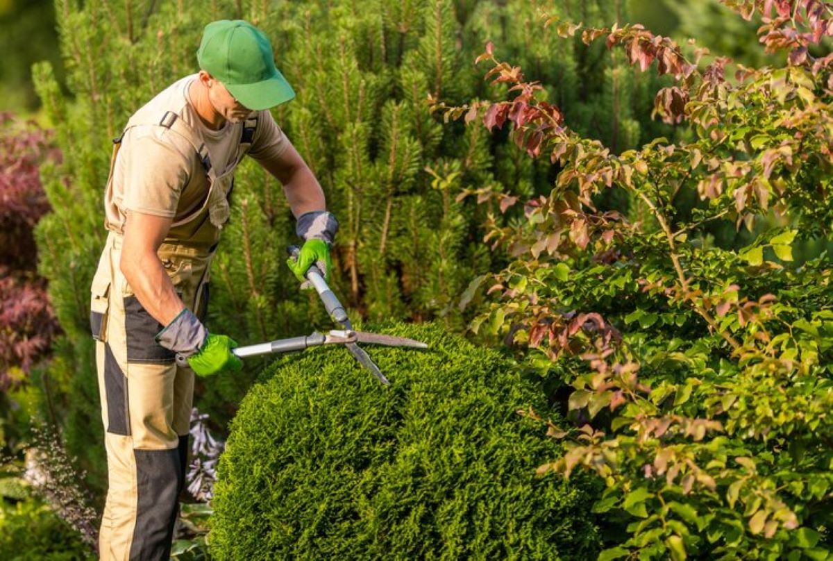 Hedge Trimming Service: Keeping Your Garden Neat and Tidy