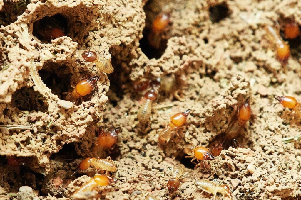 The Importance of Sydney Termite Control for New and Established Homes