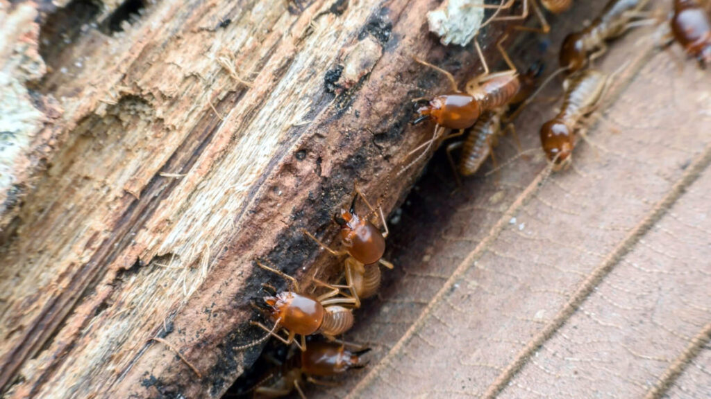 Best Termite Control in Sydney: Comparing Treatment Options