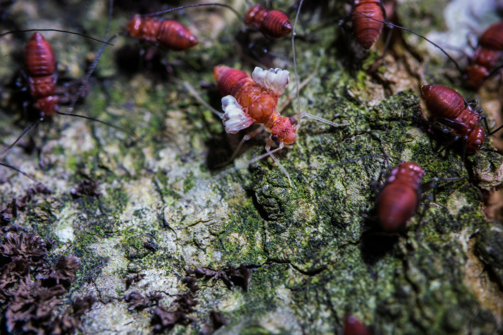 Best Termite Control in Sydney: Comparing Treatment Options