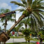 palm tree removal