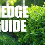 The Complete Guide to Stump Grinding Sydney